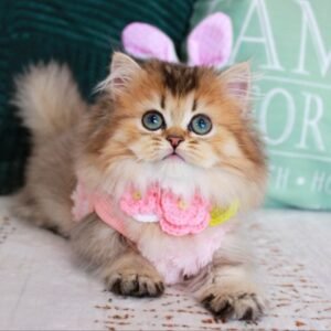 munchkin kitten for sale uk