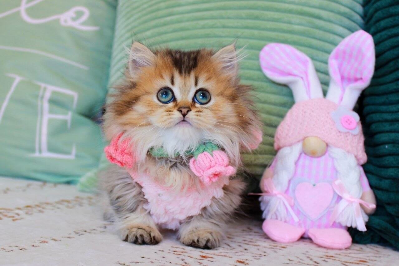 munchkin kitten for sale uk
