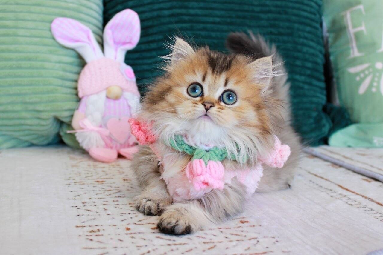 munchkin kitten for sale uk