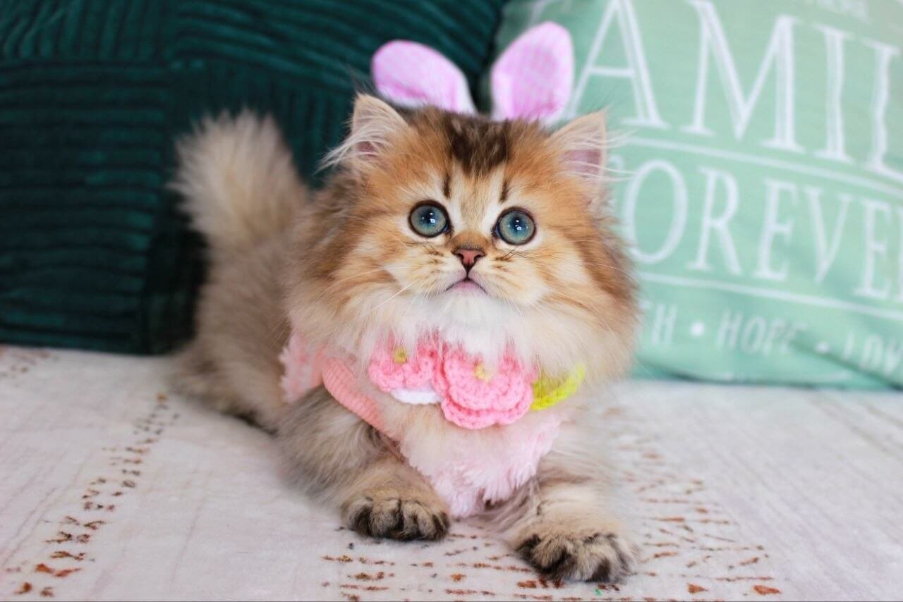 munchkin kitten for sale uk