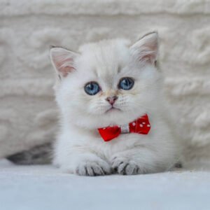munchkin cats for sale uk