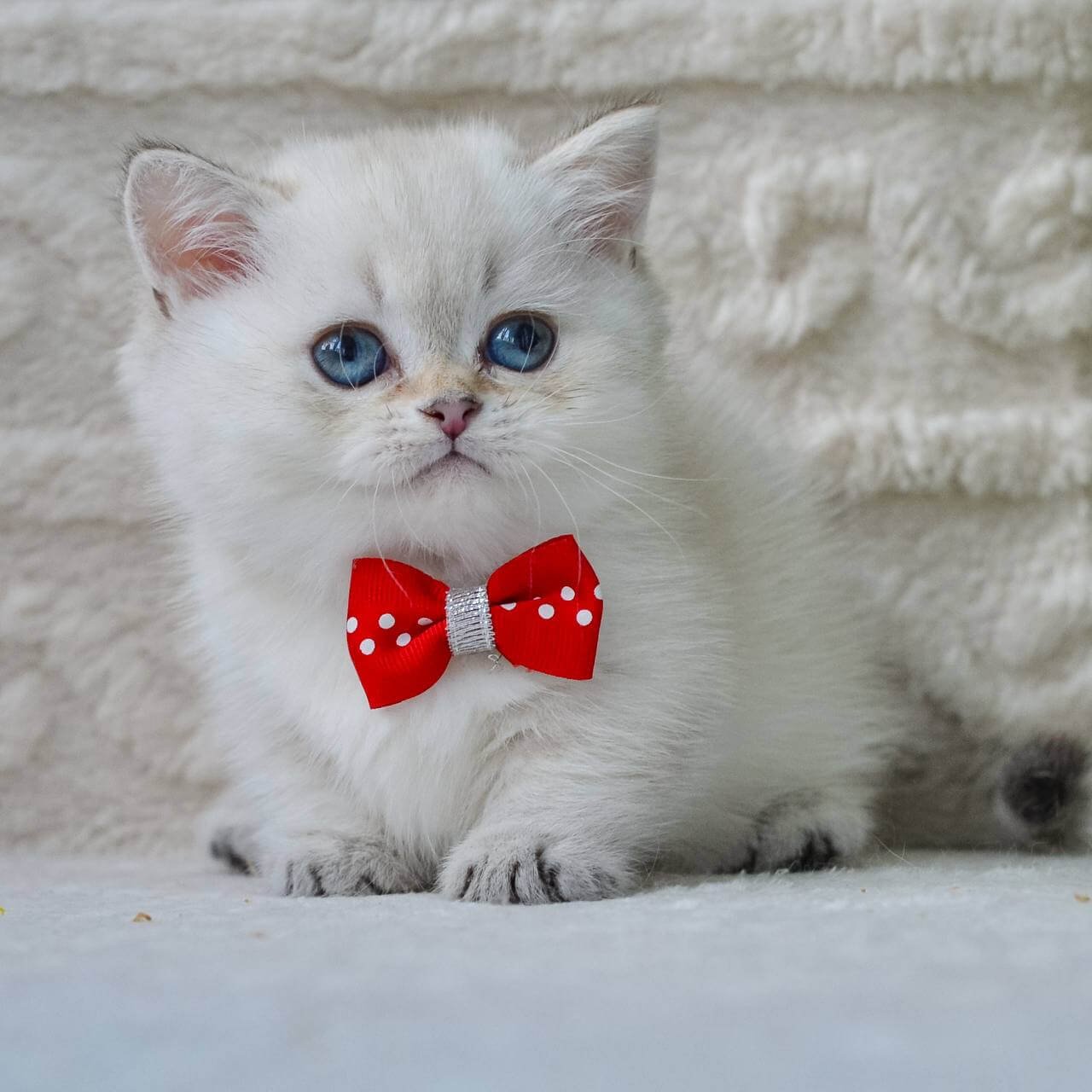 munchkin cats for sale uk