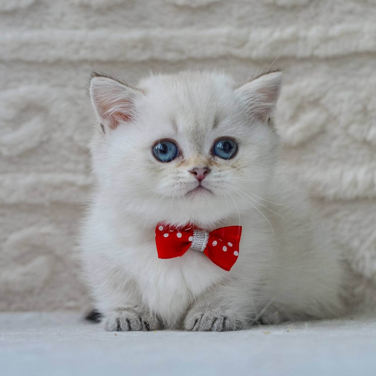 munchkin cats for sale uk