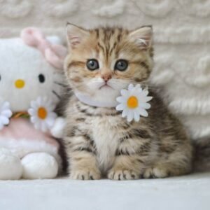 dwarf cats for sale