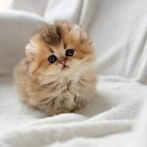 scottish fold munchkin kitten, scottish fold kittens for sale
