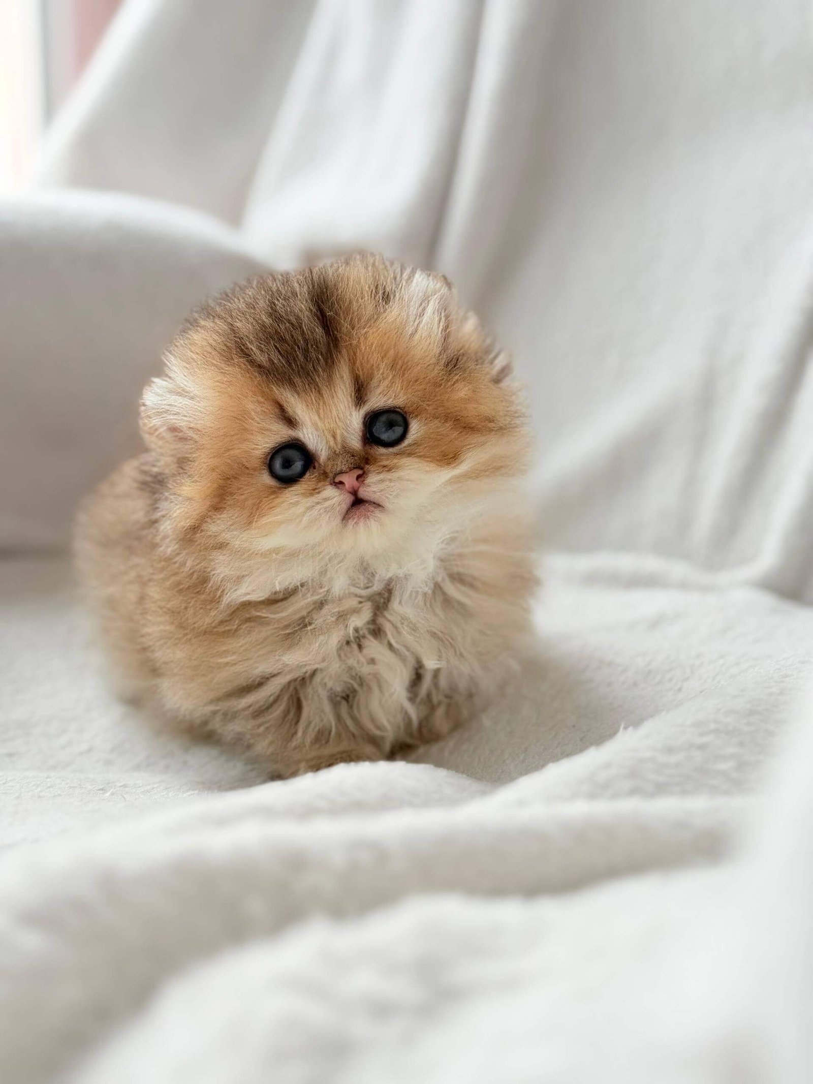 scottish fold munchkin kitten, scottish fold kittens for sale
