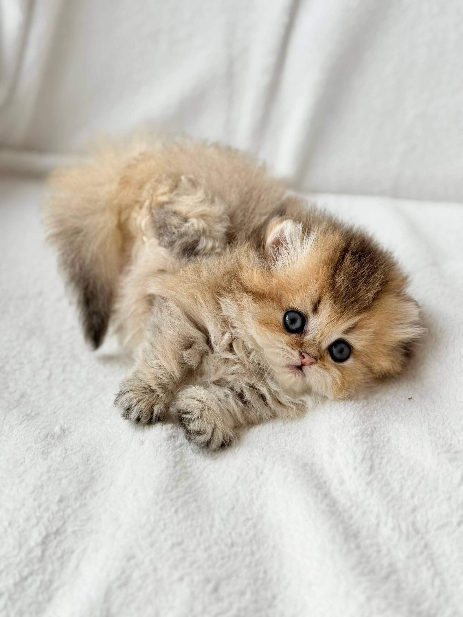 scottish fold munchkin kitten