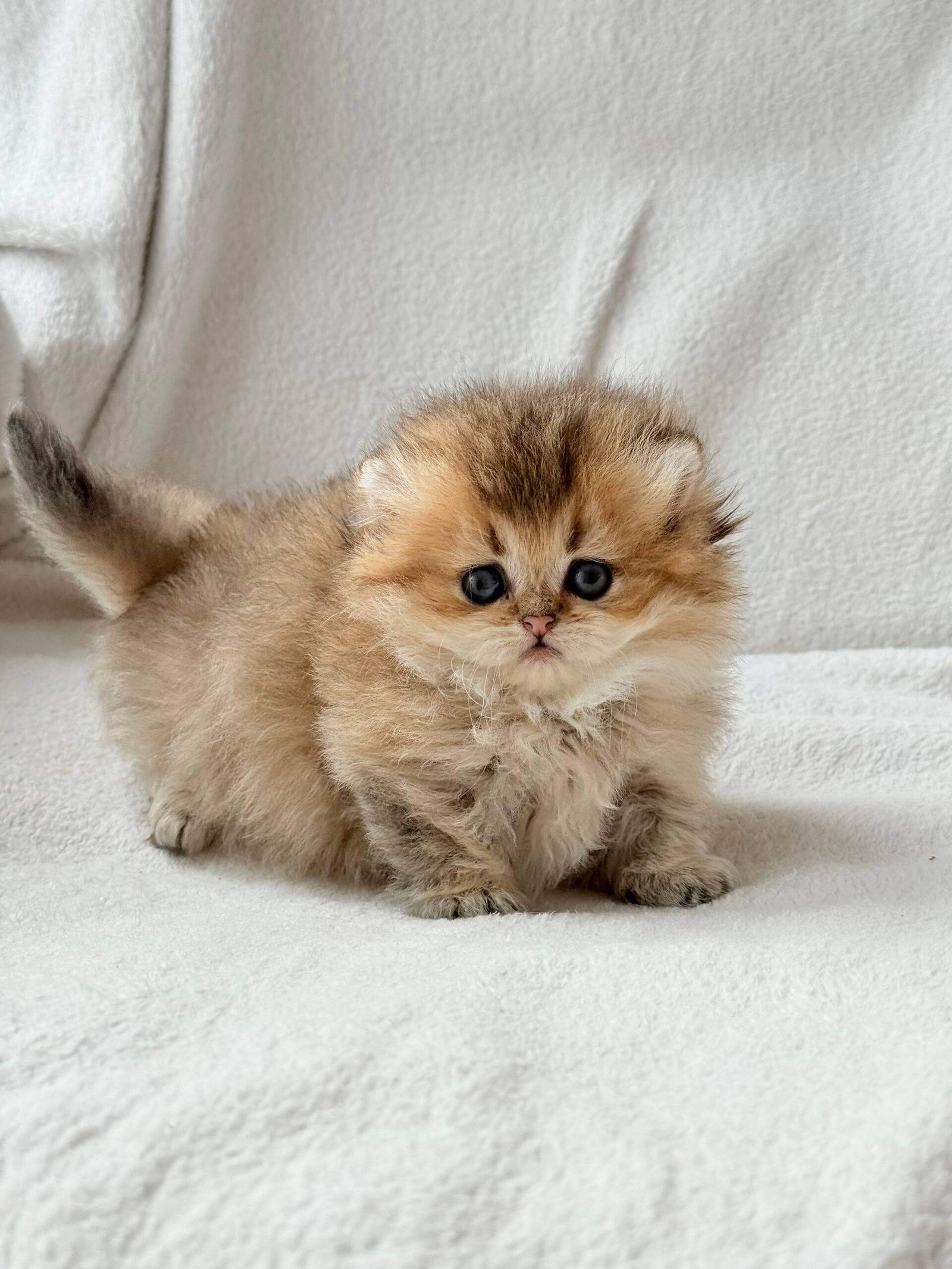 scottish fold munchkin kitten