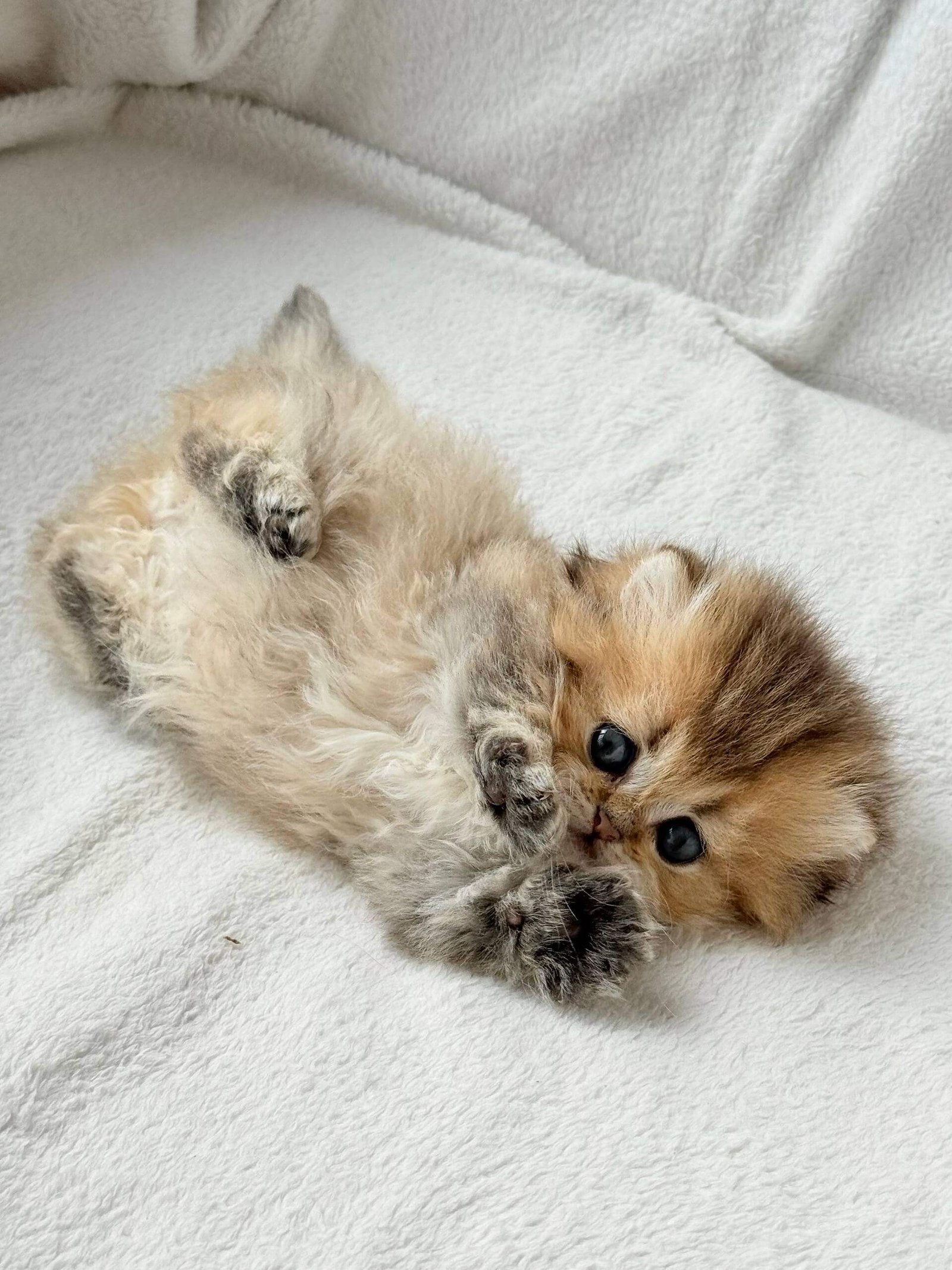scottish fold munchkin kitten