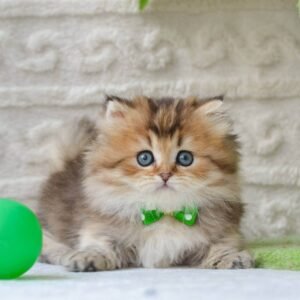 buy munchkin cat