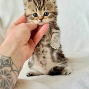 munchkin kitten for sale