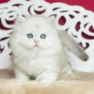 scottish fold kittens for sale london, about us