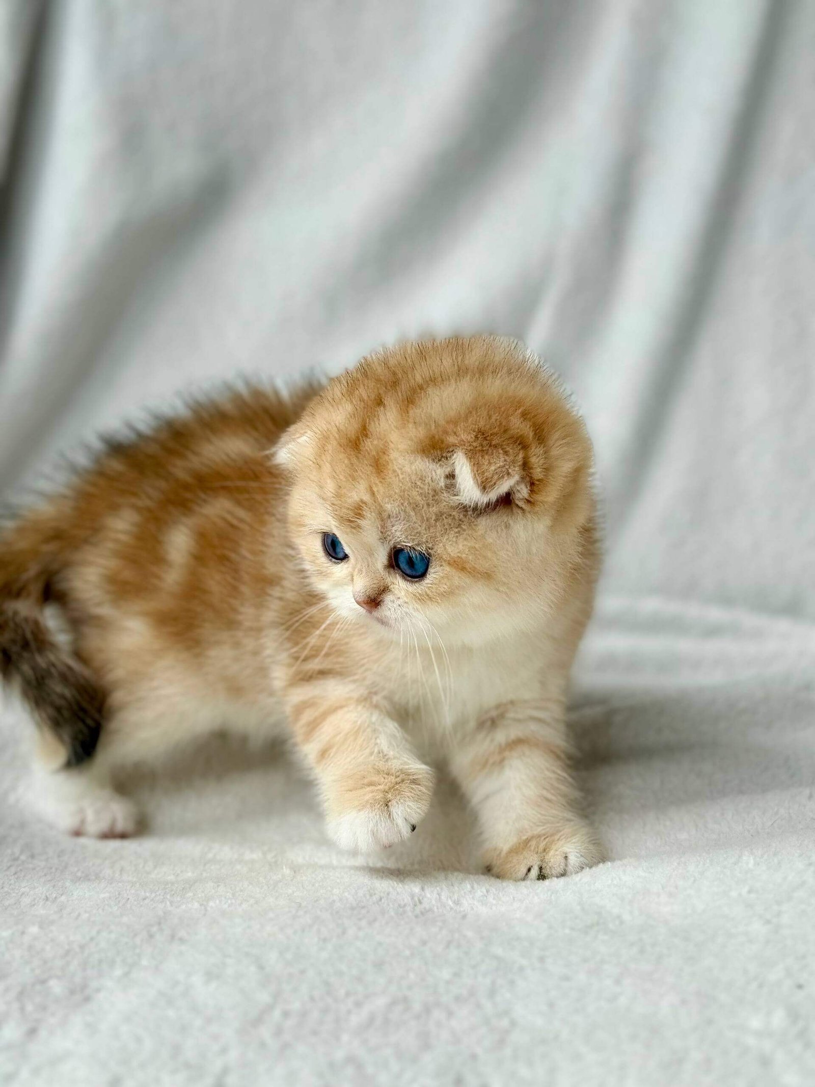 scottish fold kitten for sale