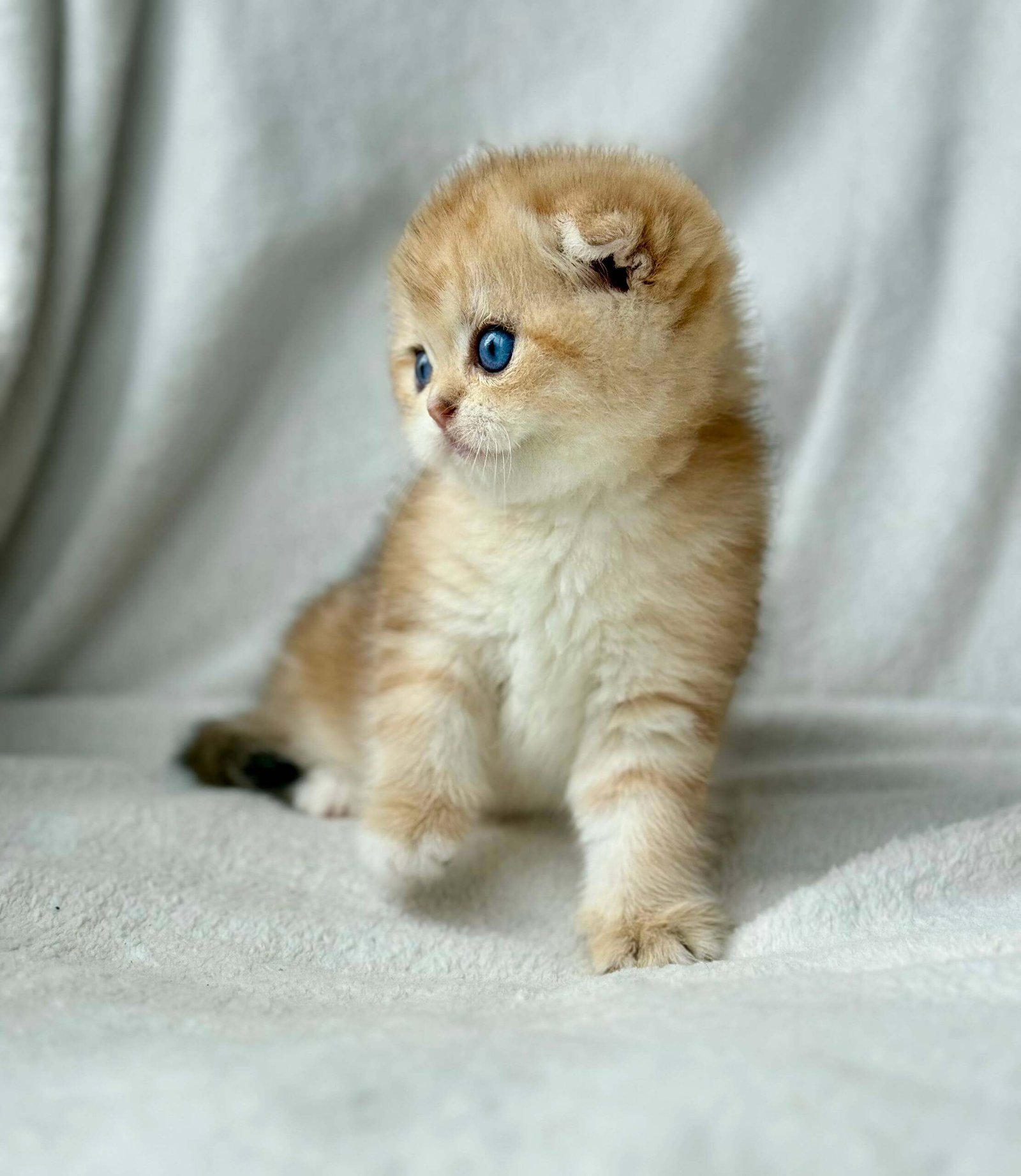 scottish fold kitten for sale