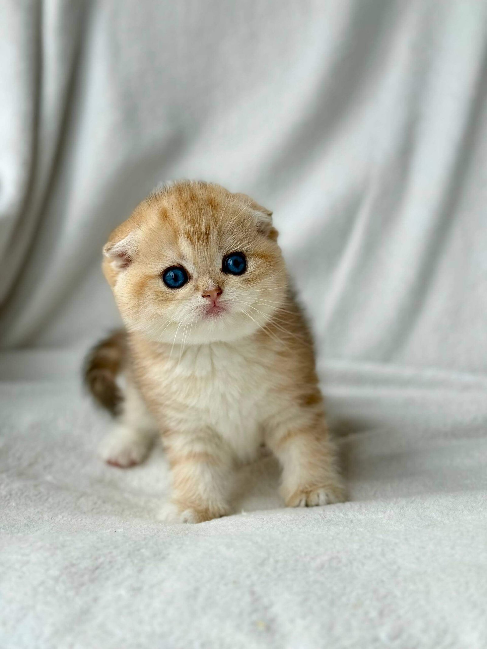 scottish fold kitten for sale
