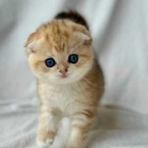 scottish fold kitten for sale