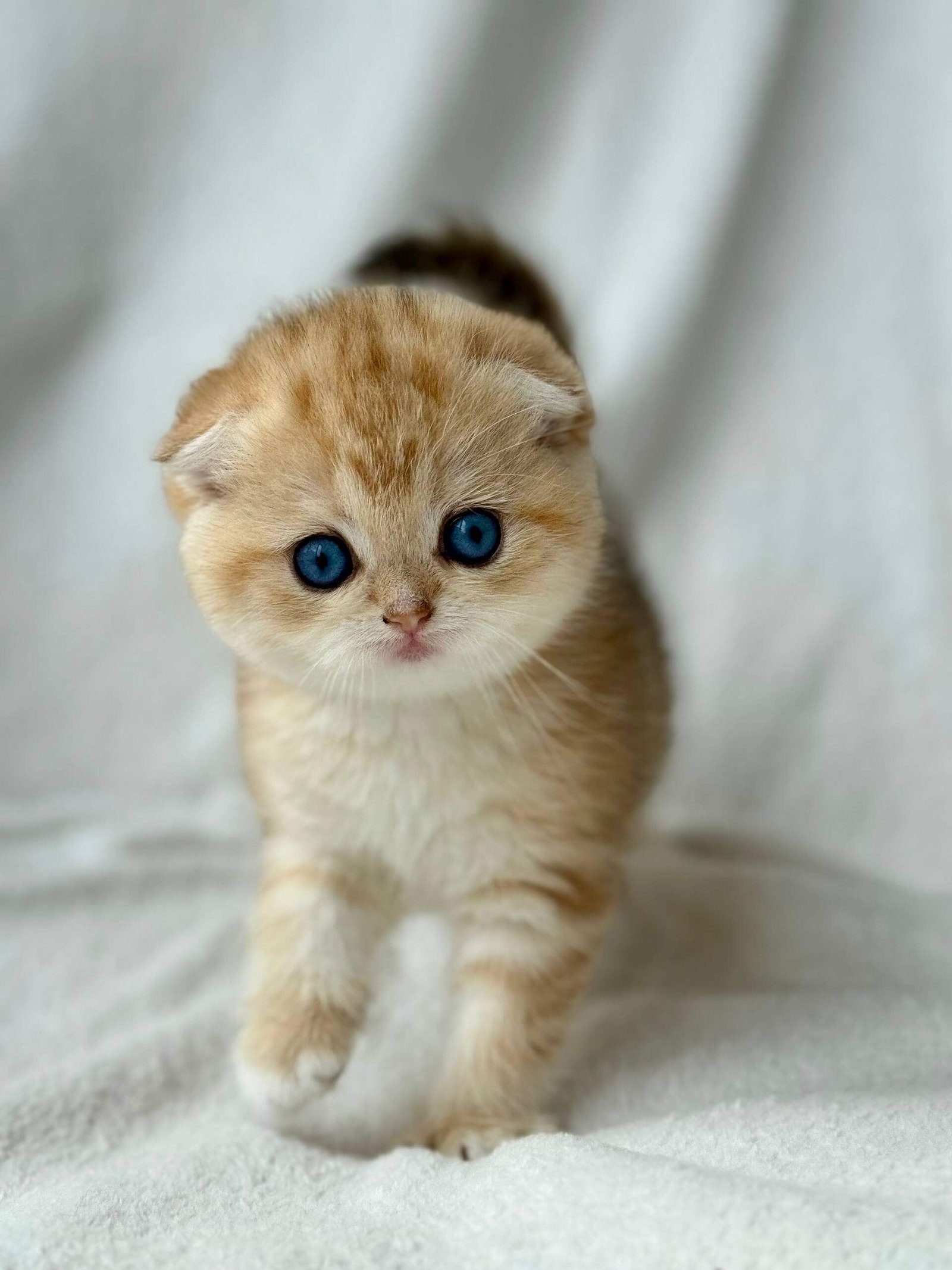 scottish fold kitten for sale