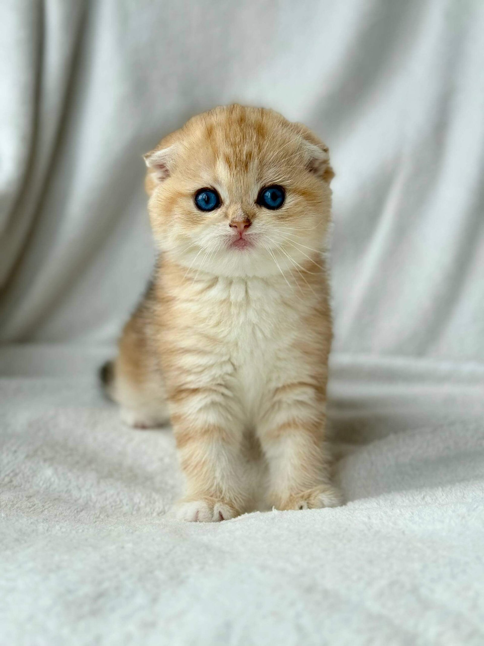 scottish fold kitten for sale