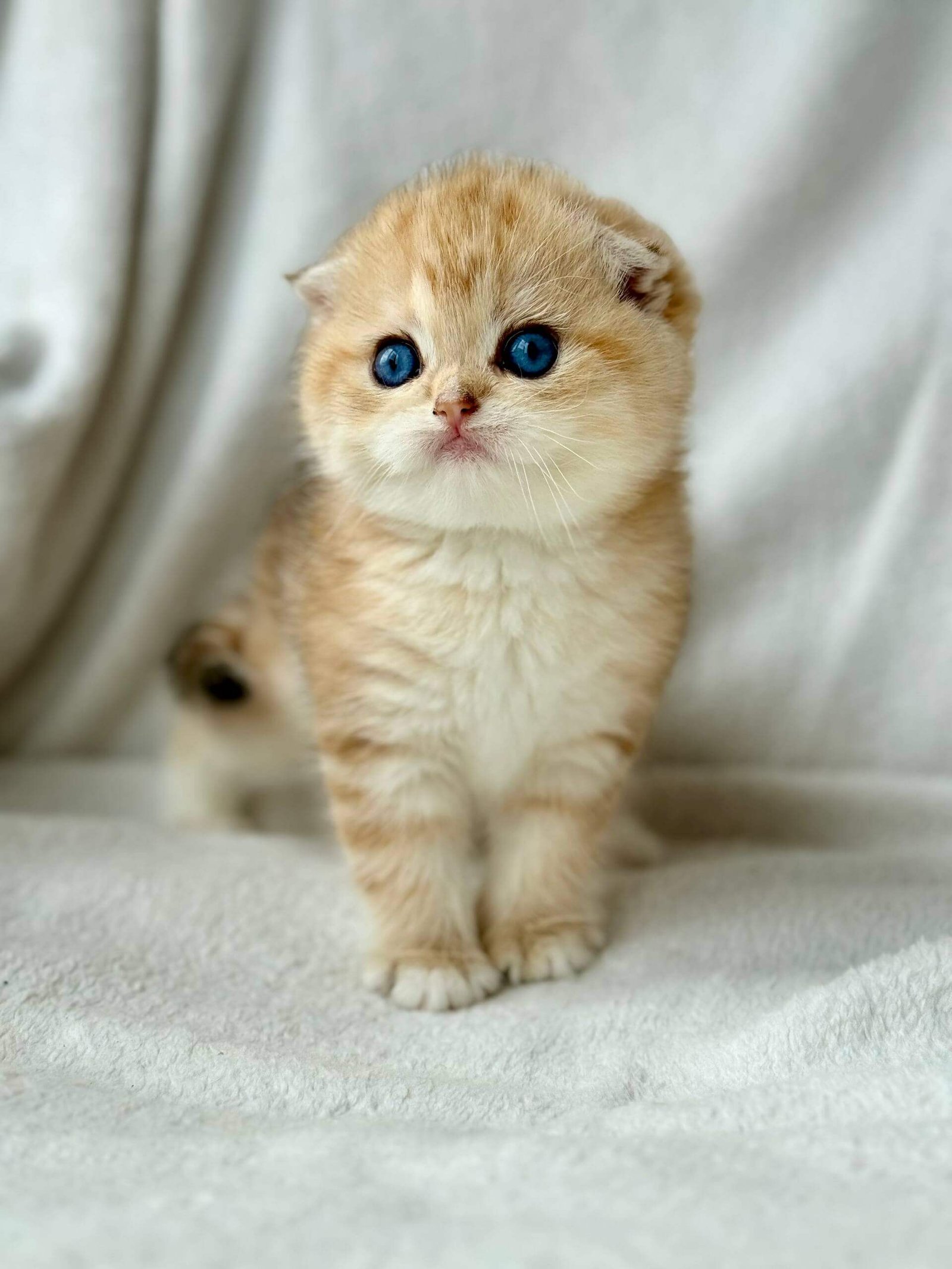 scottish fold kitten for sale