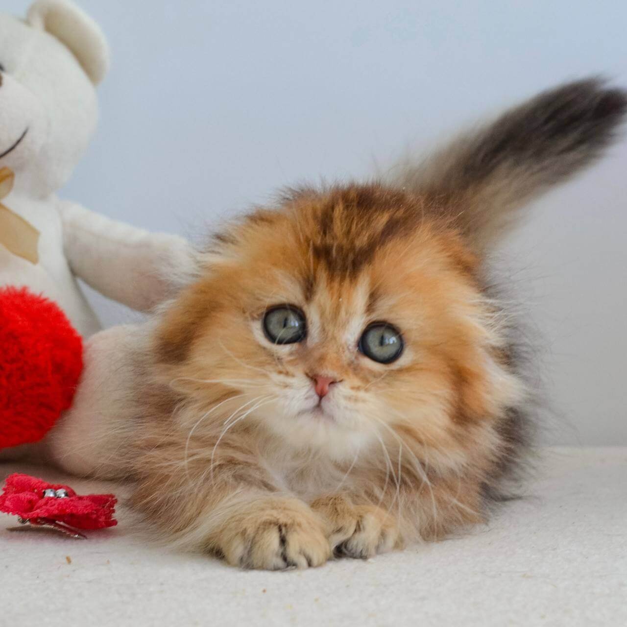 scottish fold kittens for sale uk