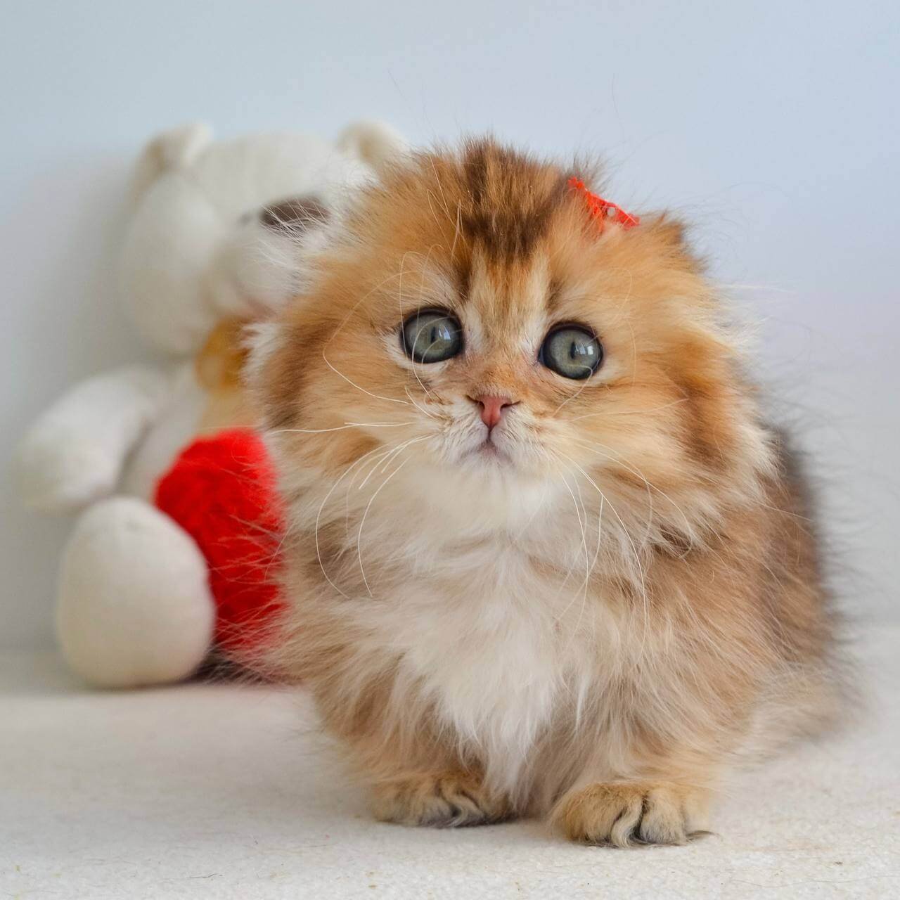 scottish fold kittens for sale uk
