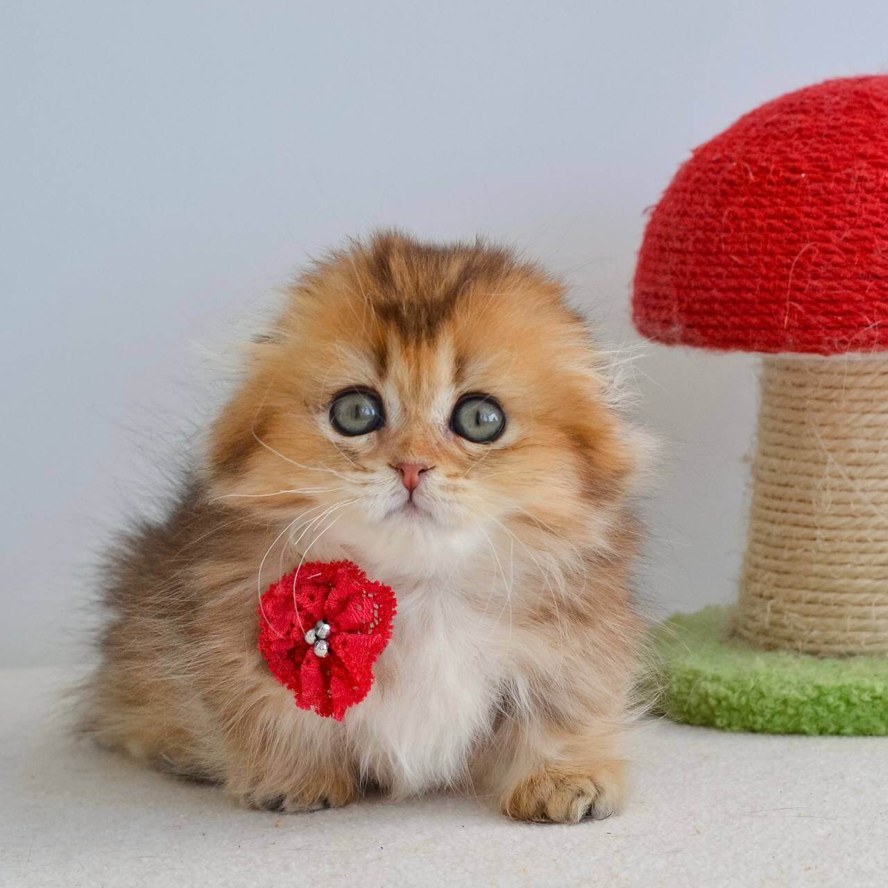 scottish fold kittens for sale uk