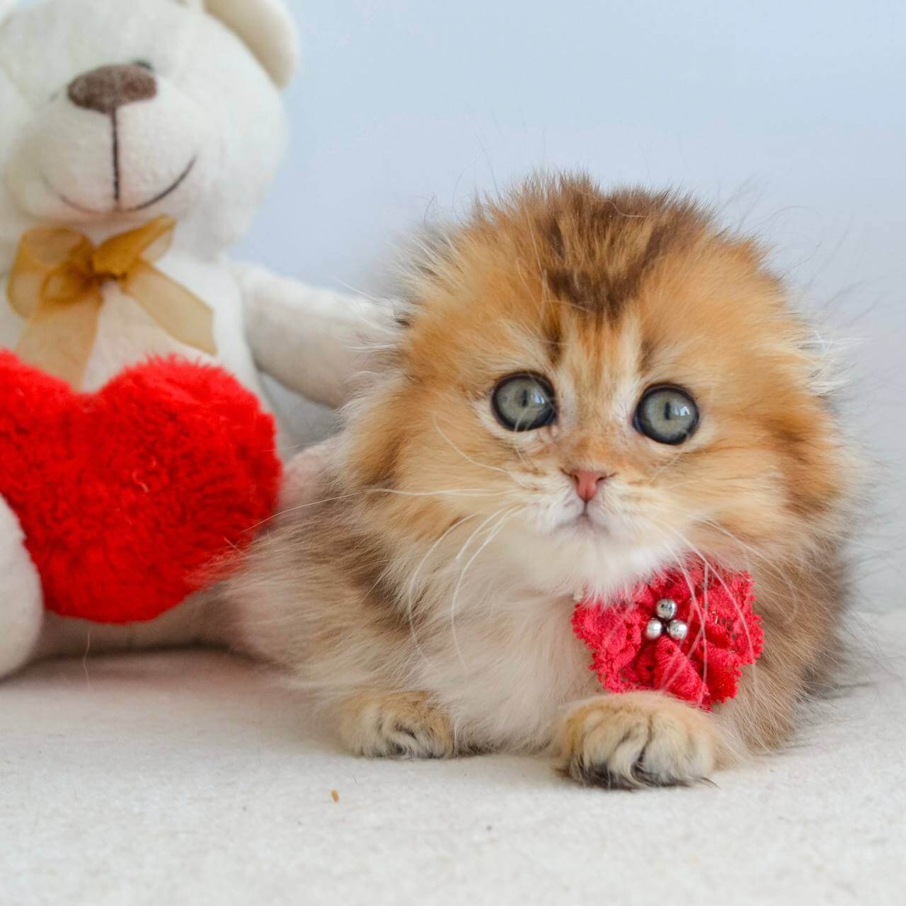 scottish fold kittens for sale uk