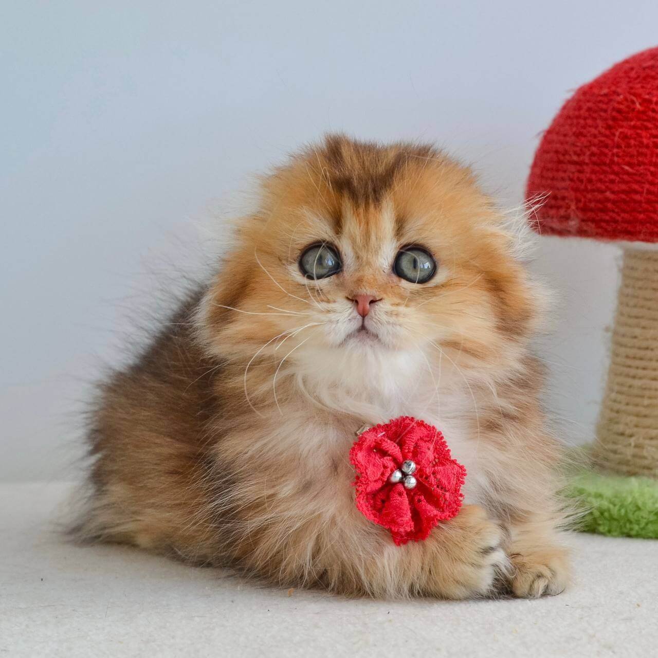 scottish fold kittens for sale uk