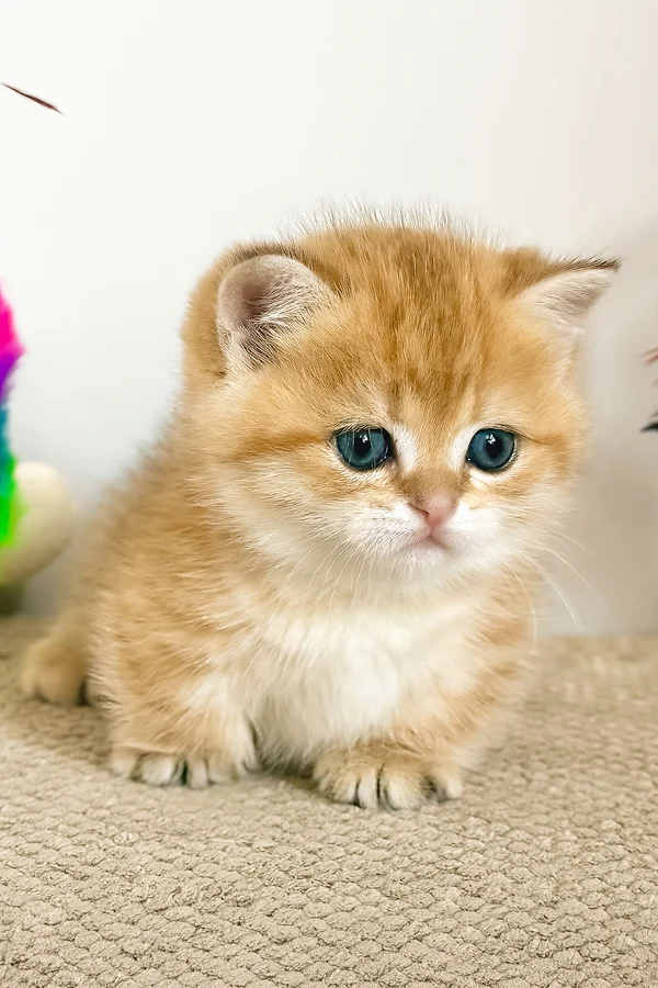 Munchkin Kittens for Sale
