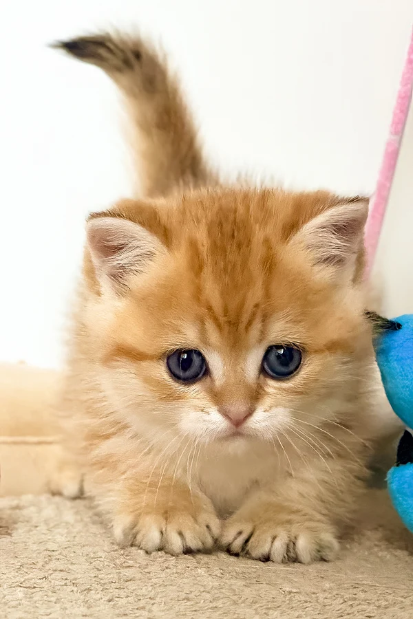 Munchkin Kittens for Sale