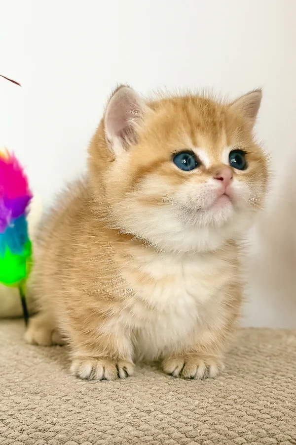 Munchkin Kittens for Sale