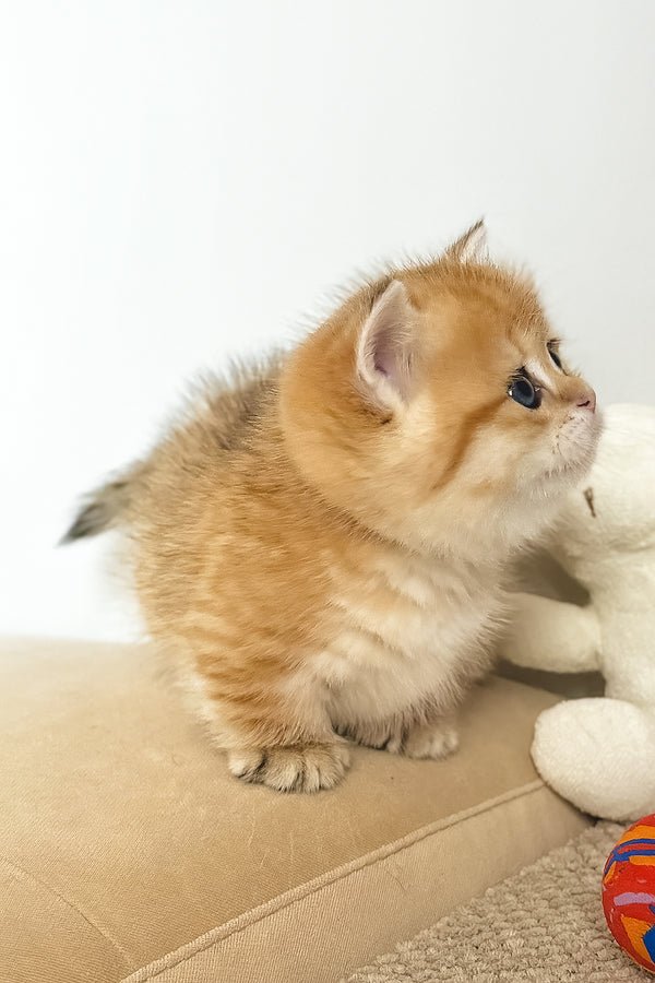 Munchkin Kittens for Sale