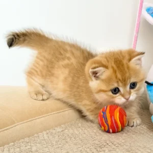 Munchkin Kittens for Sale