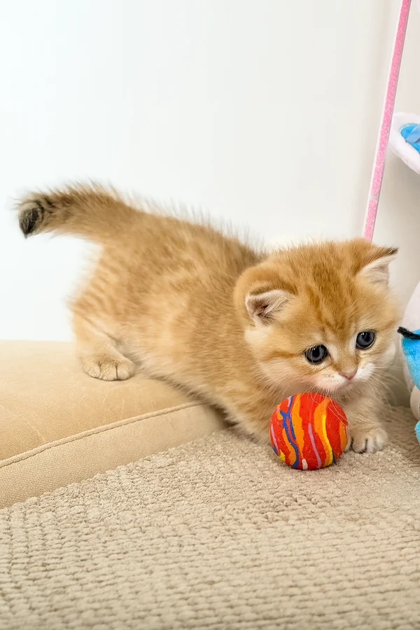 Munchkin Kittens for Sale