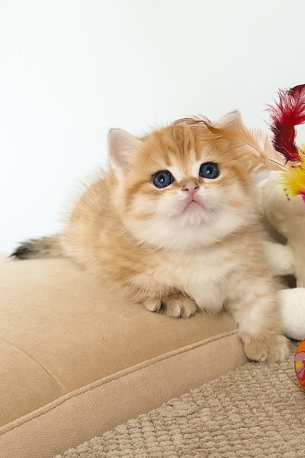 Munchkin Kittens for Sale