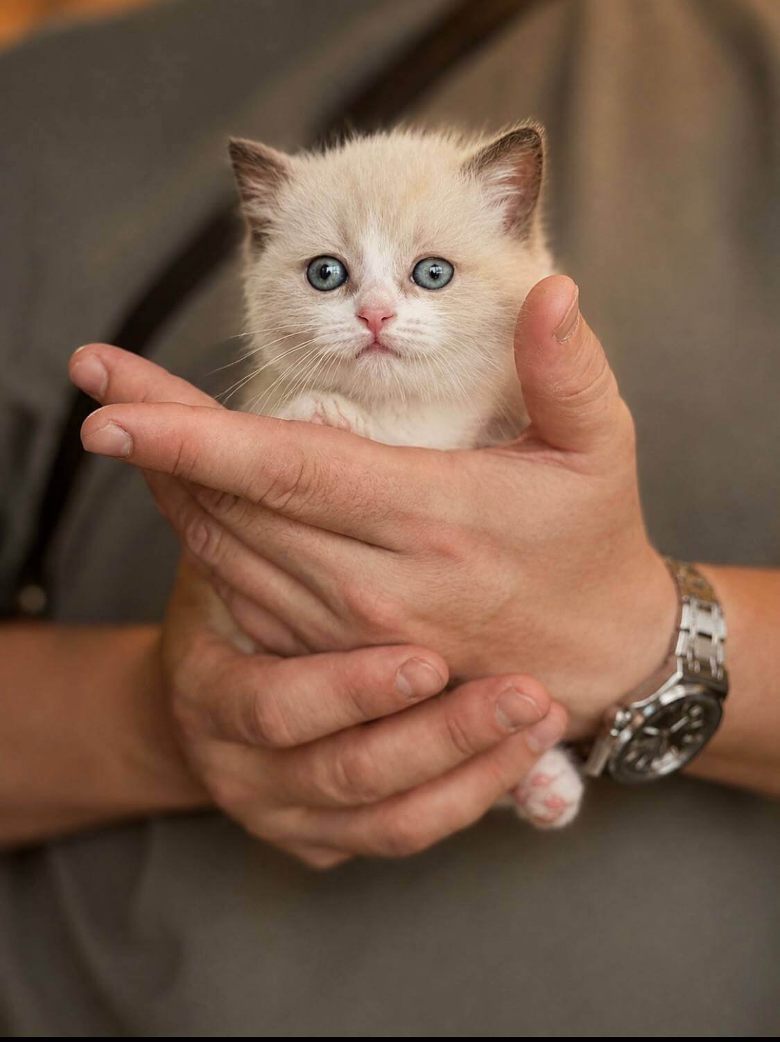 munchkin cats for sale uk