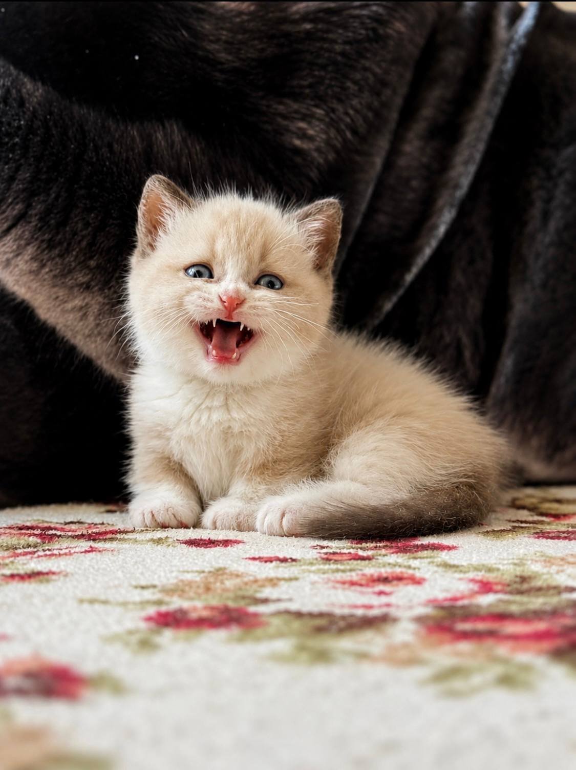 munchkin cats for sale uk