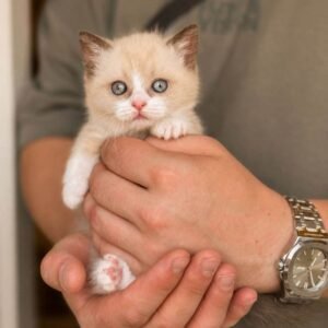 munchkin cats for sale uk