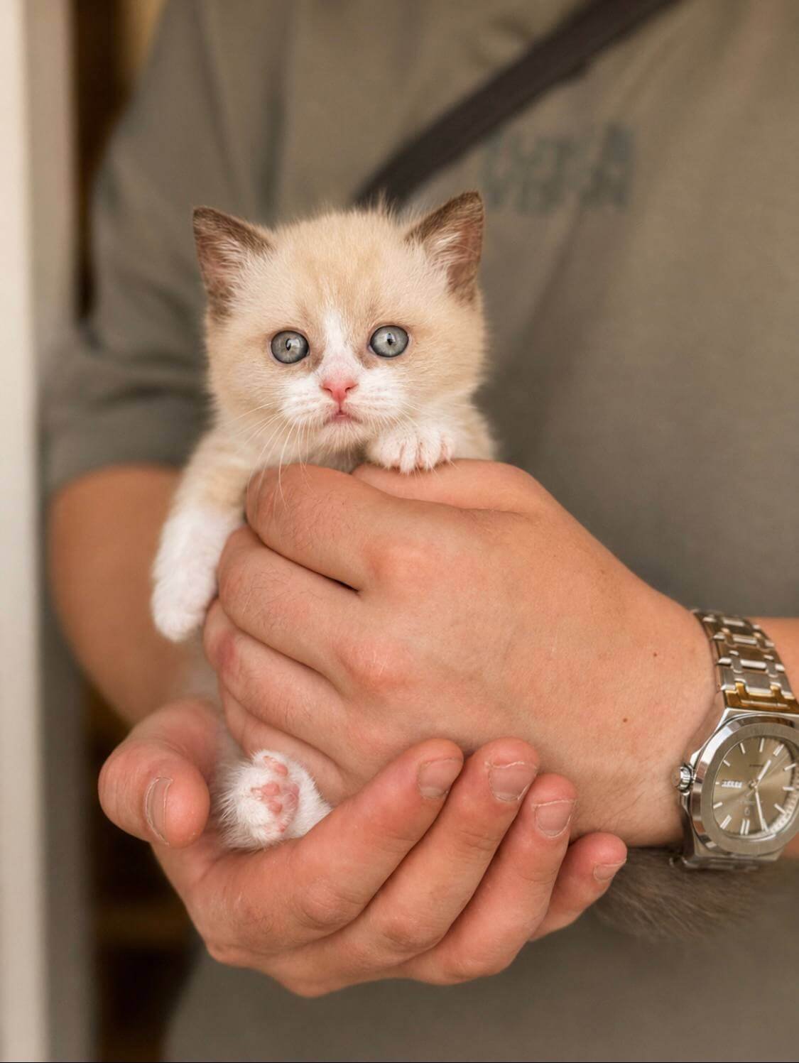 munchkin cats for sale uk