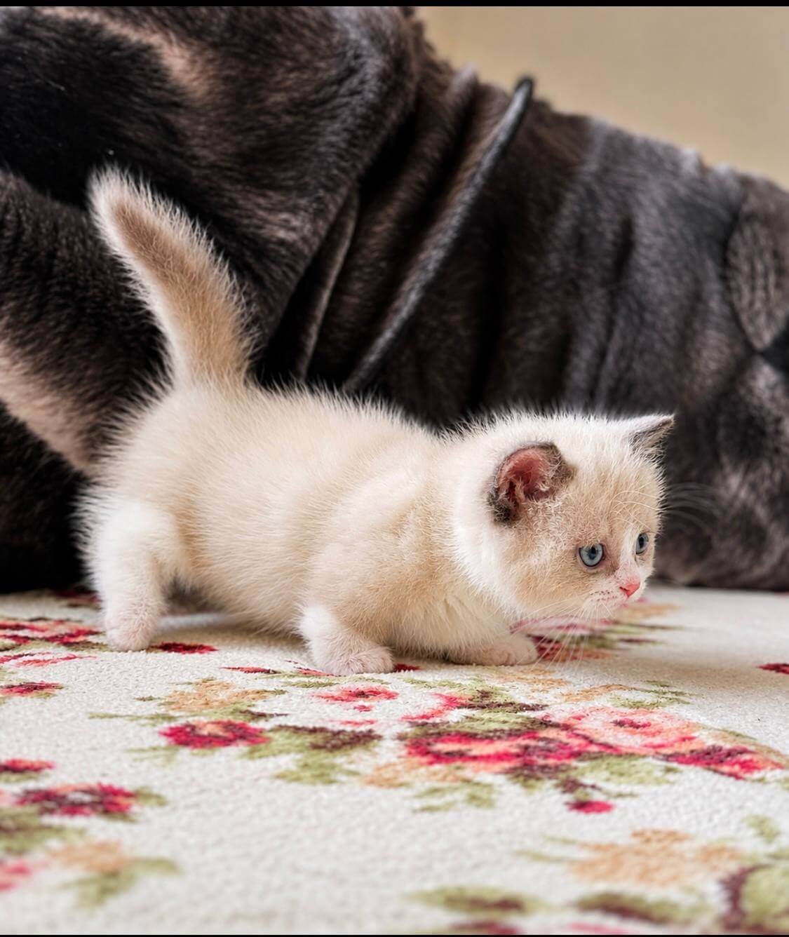 munchkin cats for sale uk