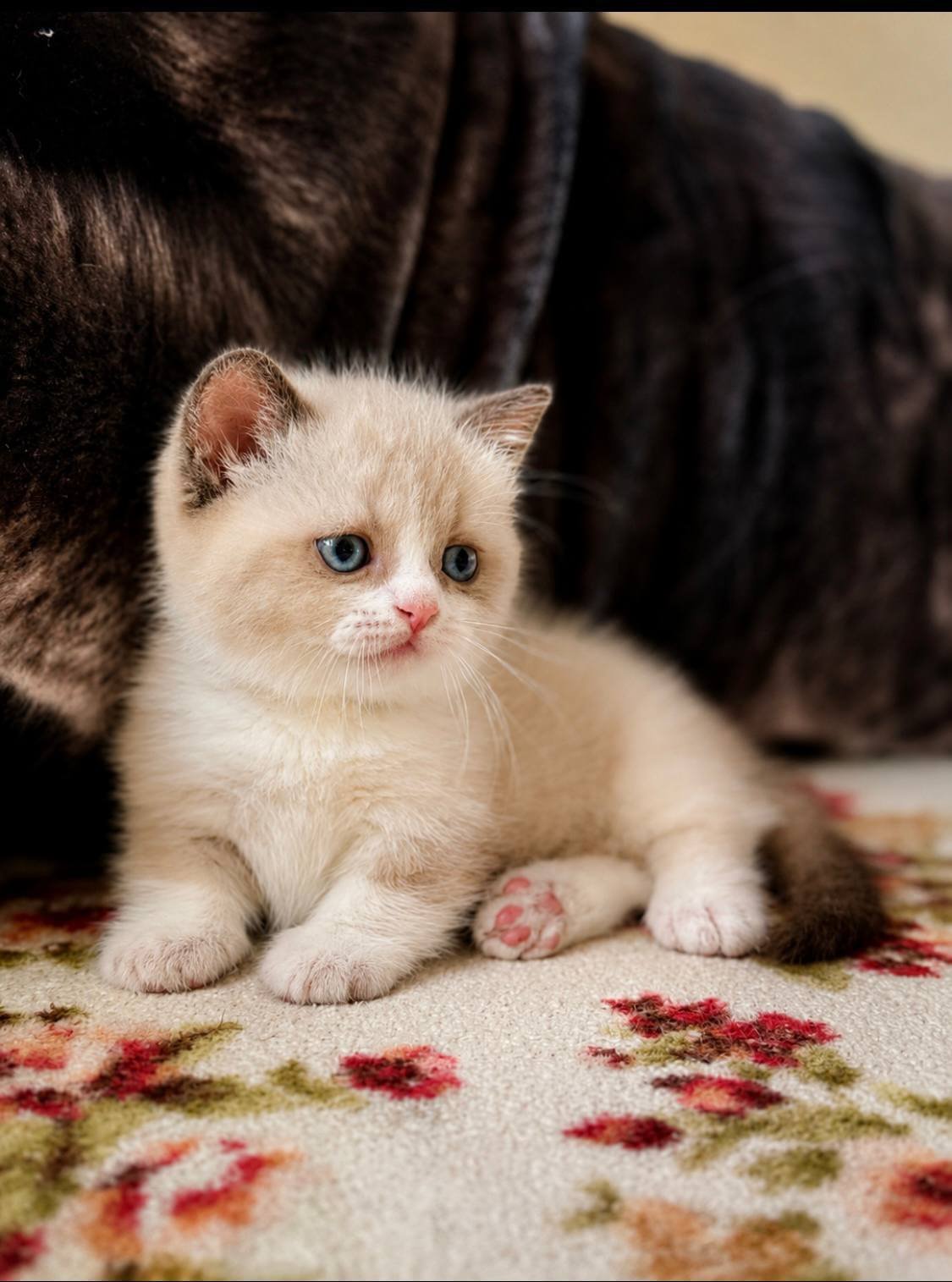 munchkin cats for sale uk