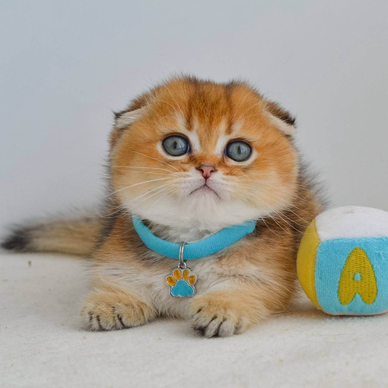 scottish fold kitten for sale