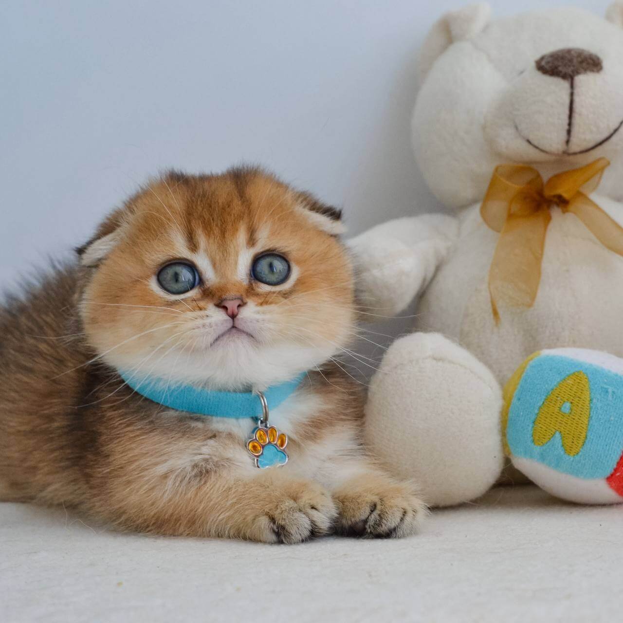 scottish fold kitten for sale