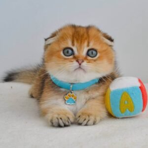 scottish fold kitten for sale​