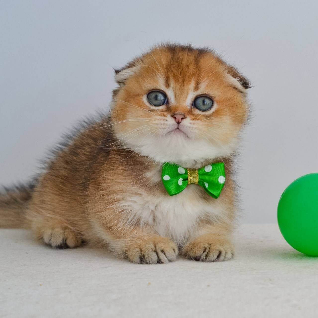 scottish fold kitten for sale