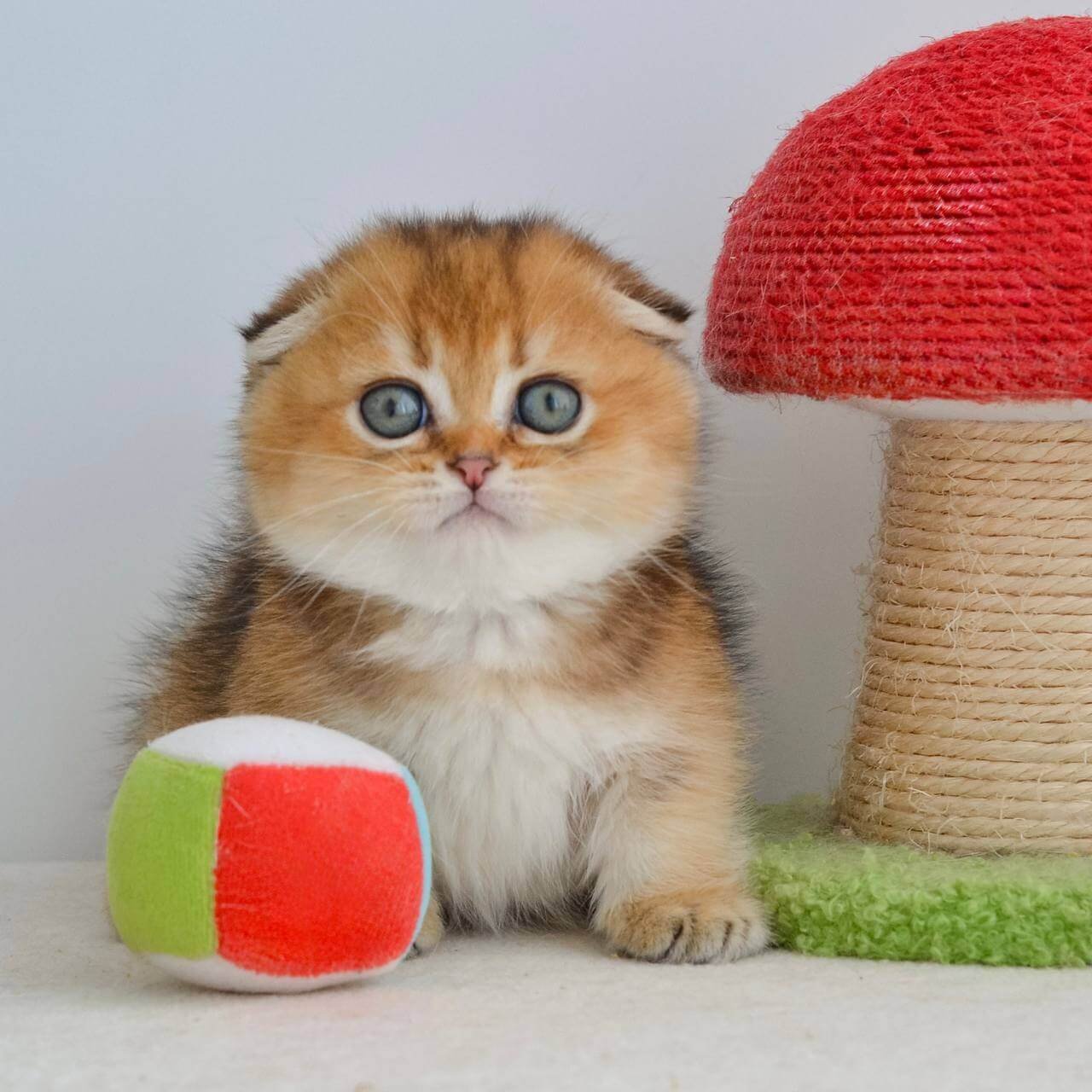 scottish fold kitten for sale