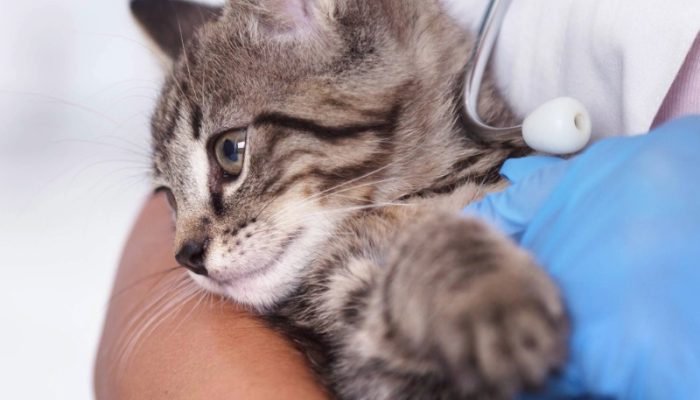 st ives veterinary cat vaccines