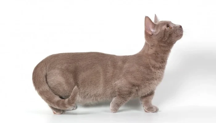 are munchkin cats natural are munchkin cats natural